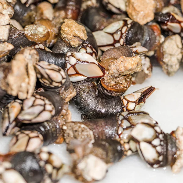Percebes frescos gallegos, marisco tradicional servido en O’Canastro Gallego en San Agustín