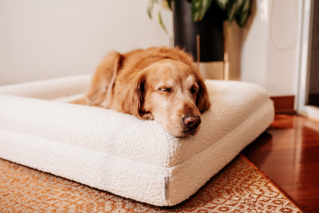 Comprar Camas para Perros